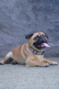 Ein Mops liegt auf dem Boden. Er hat die Schnauze geöffnet und hechelt. Er blickt in Richtung Kamera.