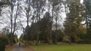 Ein Weg führt an einem Friedhof vorbei. Auf dem Weg läuft eine Person. Rechts und links stehen hohe Bäume.