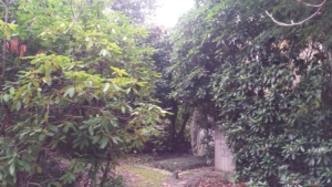 Mehrere Büsche ragen ins Bild. Im Hintergrund sieht man einen Grabstein.