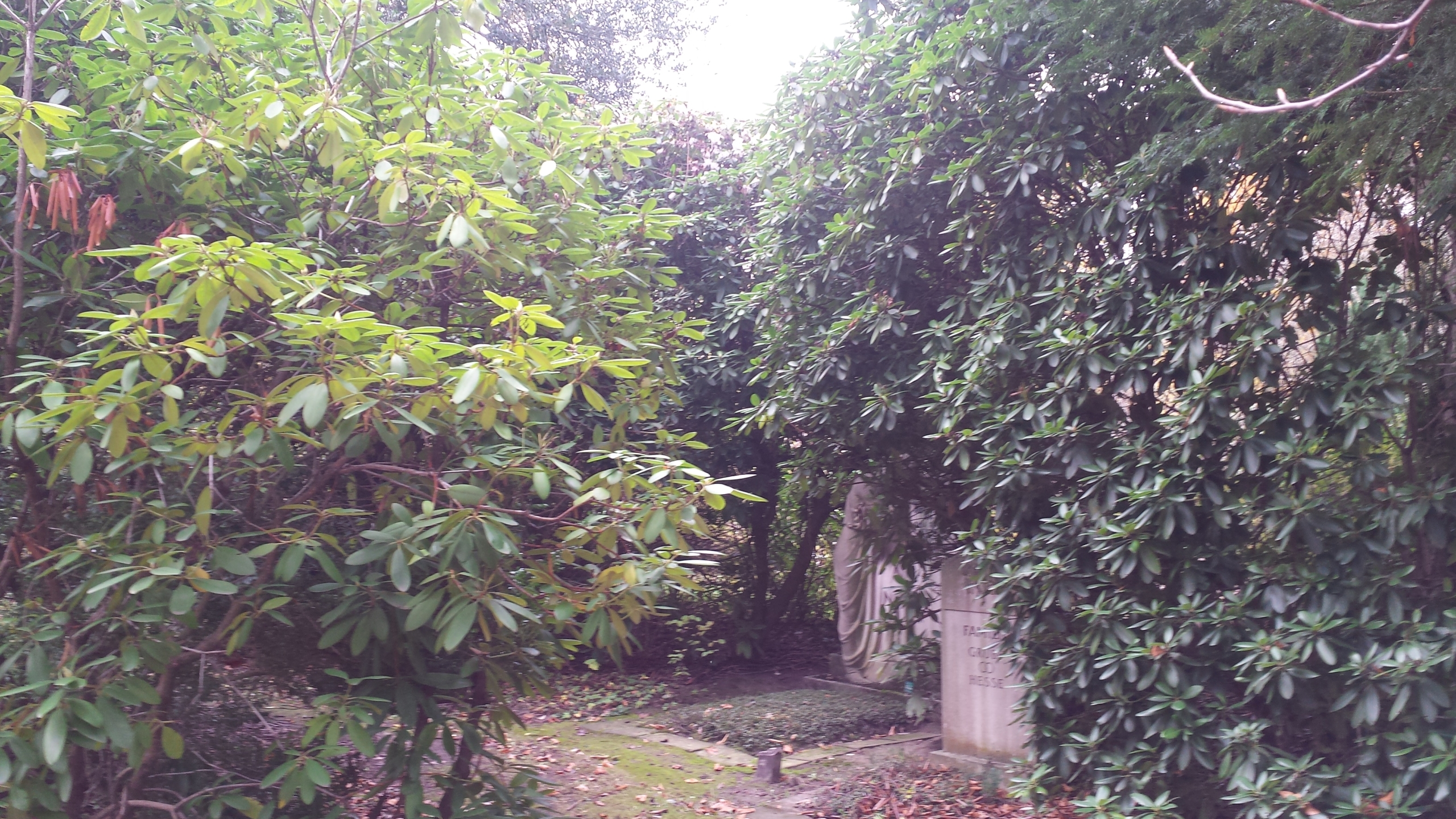 Mehrere Büsche ragen ins Bild. Im Hintergrund sieht man einen Grabstein.