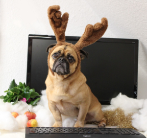 Ein kleiner Hund trägt ein Rentier-Geweih aus Stoff. Er sitzt auf einer Tastatur. Dahinter ist ein Computer-Bildschirm.